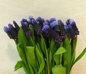 MUSCARI LATIFOLIUM 30
